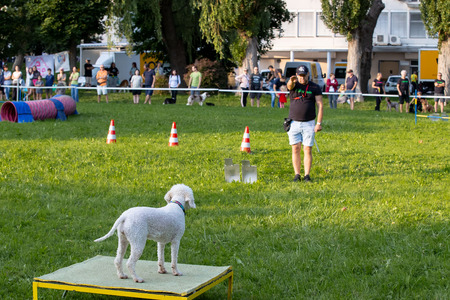 Pasji športni dan_6. 8. 2025 (17)